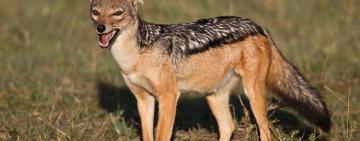 Реакція на звернення громадян: в Ізмаїльському районі вирішать проблему чисельності хижих м’ясоїдних тварин