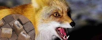 Приманки не чіпати: в Кілійській громаді проведуть імунізацію диких м’ясоїдних тварин проти сказу