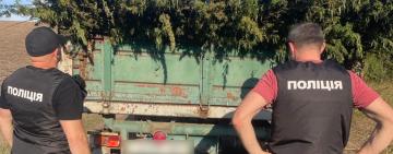 332 000 кущів конопель виявили на землях державного лісового фонду на Одещині