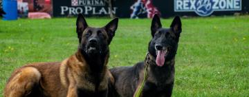 Ряди службових собак прикордонників поповнилися трьома бельгійськими вівчарками