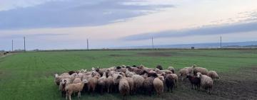 Викрадення більше сотні овець: двом жителям Болградського району оголошено підозру