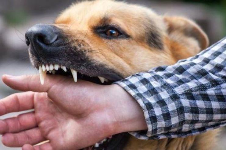 В Одеській області на 30% побільшало випадків укусів людей тваринами