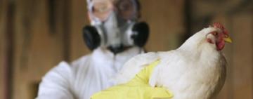 УВАГА! ОДЕЩИНА ОПИНИЛАСЬ ПІД ЗАГРОЗОЮ ПОШИРЕННЯ ГРИПУ ПТИЦІ