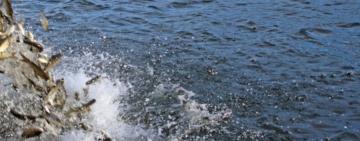 На Одещині зарибили озера Ялпуг та Кугурлуй, — Одеський рибоохоронний патруль