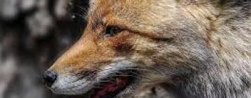 В Болградському районі визначено території для проведення регулювання чисельності мисливських тварин