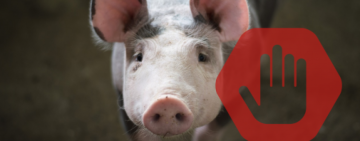 В Одеській області зафіксували вже третій випадок африканської чуми свиней у 2024 році