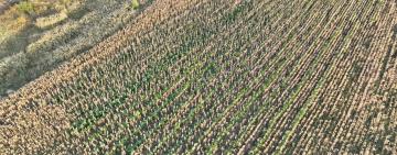 На чужому полі з кукурудзою: 60-річному жителю Рені загрожує до семи років за вирощування понад 2,5 тисячі кущів конопель