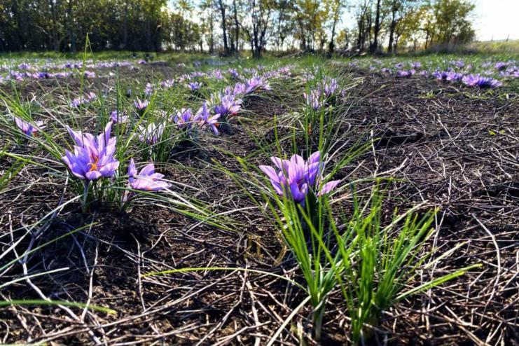 На півдні Одещини виробляють найдорожчу у світі спецію
