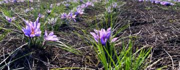 На півдні Одещини виробляють найдорожчу у світі спецію