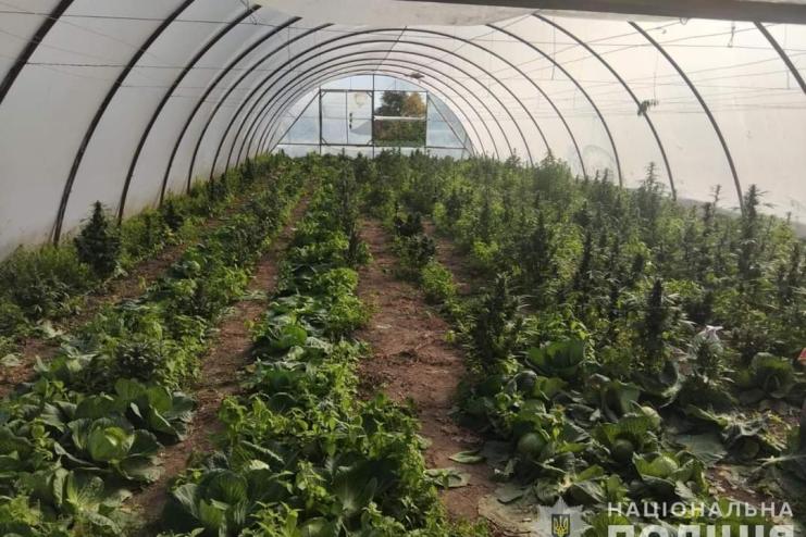 Засіяв теплиці коноплями: поліцейські викрили жителя Ізмаїльського району у наркозлочинах