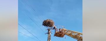 В Ізмаїльському районі енергетики подбали про безпеку лелечого гнізда на лінії електропередачі