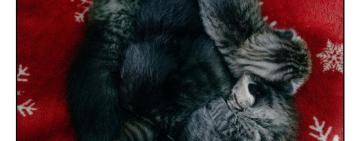 Кожне життя - безцінне: з острова Зміїний розвідники евакуювали 15 котиків