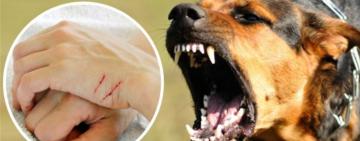 Одеська область входить до п’ятірки регіонів з найбільшою кількістю випадків сказу