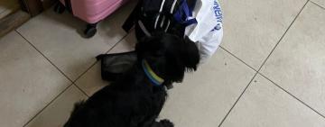 В ПП «Орлівка» прикордонний пес виявив наркотики у багажі 26-річної дівчини