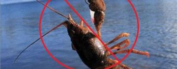 СТОП ВИЛОВУ РАКІВ – З 5 ГРУДНЯ НА ОДЕЩИНІ СТАРТУЄ ЩОРІЧНА ЗАБОРОНА