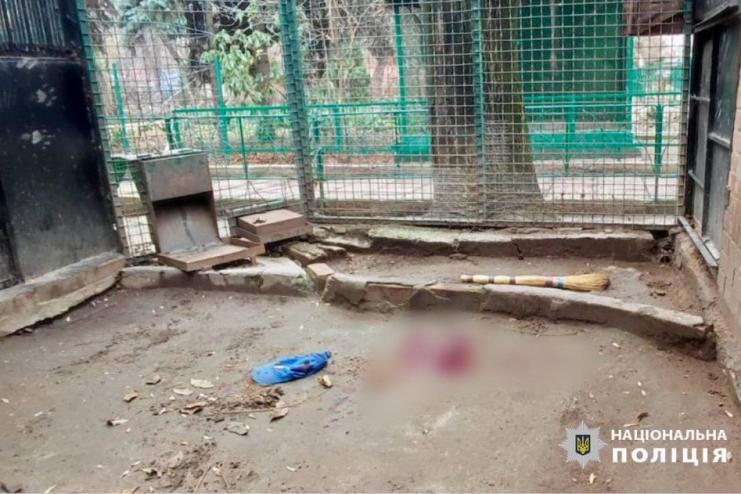 Убивство леопарда в одеському зоопарку: зоозахисники знайшли нестиковки у фактах і вимагають розслідування
