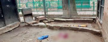Убивство леопарда в одеському зоопарку: зоозахисники знайшли нестиковки у фактах і вимагають розслідування
