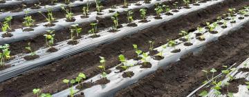 Одеський батат: новий аграрний тренд, який завойовує серця гурманів