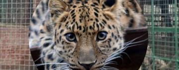 "Закликаємо утриматися від нефахових, оціночних суджень стосовно того, що сталося в Одеському зоопарку”, –  заява АЗУ