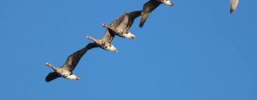 Тундряні гуси на зимівлі у НПП "Тузлівські лимани"