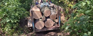 На Одещини викрито двох чоловіків у незаконній порубці дерев