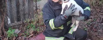 Рятувальники витягли собаку з триметрової ями на Одещині