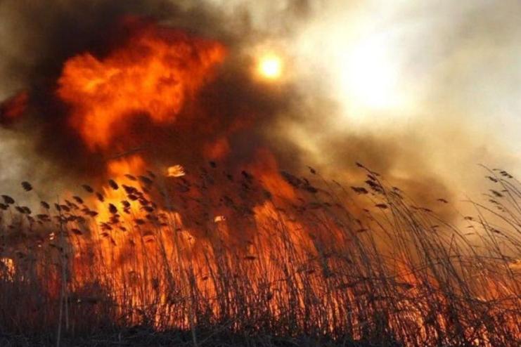На Одещині горів очерет: рятувальники ліквідували пожежу