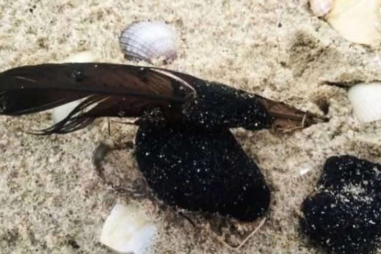 Риба у Чорному морі може стати токсичною через забруднення мазутом, – еколог