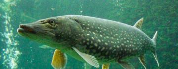 З 15 лютого  у водоймах України триватиме заборона на вилов щуки у період її нересту