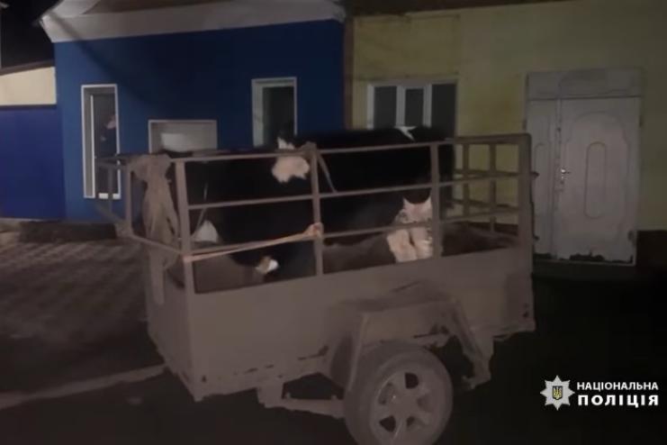 На Одещині чоловік викрав у знайомого дві корови
