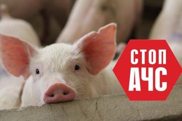 На території Одеської області зафіксували спалах африканської чуми свиней