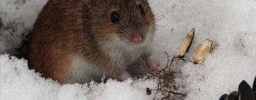 Тепла зима спричинила нашестя гризунів в Одеській області: аграріям загрожують втрати врожаю