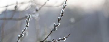 Снігу не буде, але й тепла не чекайте: прогноз для Одещини