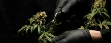 Штраф у 34 тисячі гривень: жителя Болградського району покарали за наркотики