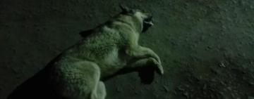 Отруєння собак в Арцизі: поліція розпочала перевірку