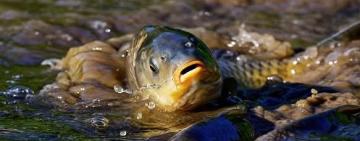 Нерестова заборона-2025: що зміниться для рибалок з 1 квітня