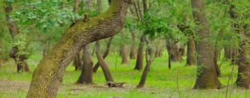 На українському березі Дунаю висадять нові ліси 
