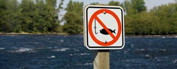 Весняно-літня нерестова заборона на вилов риби: де і коли вона діятиме на Одещині