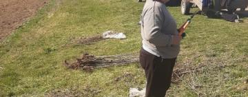 В Криничненській громаді висадять понад 500 дерев