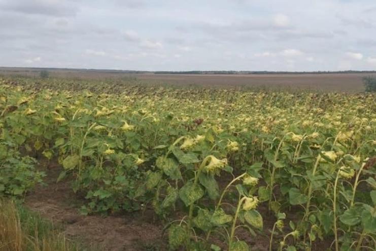 В Тарутинській громаді підприємець самовільно зайняв майже 18 гектарів земельної ділянки сільськогосподарського призначення