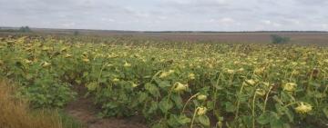 В Тарутинській громаді підприємець  самовільно зайняв майже 18 гектарів земельної ділянки сільськогосподарського призначення 