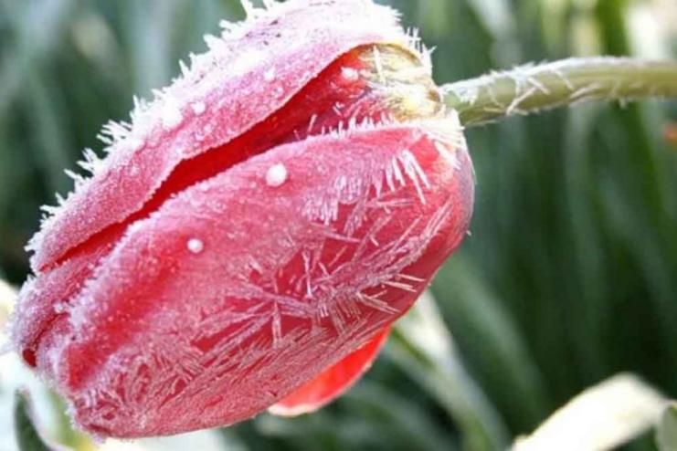 Заморозки у квітні: на Одещині очікується різке похолодання