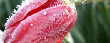 Заморозки у квітні: на Одещині очікується різке похолодання