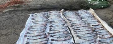 Завдав державі збитків на понад 1,7 мільйона грн через незаконний вилов кефалі у Нацпарку