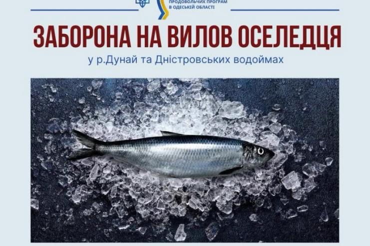 Тимчасова заборона промислового вилову оселедця на річках Дунай і Дністер