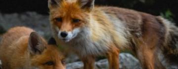 На території семи районів Одещини проведуть імунізацію диких м’ясоїдних тварин проти сказу