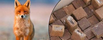 На Ізмаїльщині проводитимуть імунізацію диких тварин проти сказу