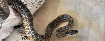 Несподівана гостя: під Одесою будинок вагітної жінки "відвідала" змія з Червоної книги