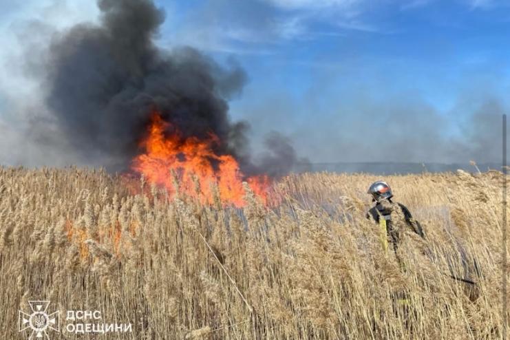 На Одещині вже знищили 2,5 гектари очерету