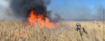 На Одещині вже знищили 2,5 гектари очерету